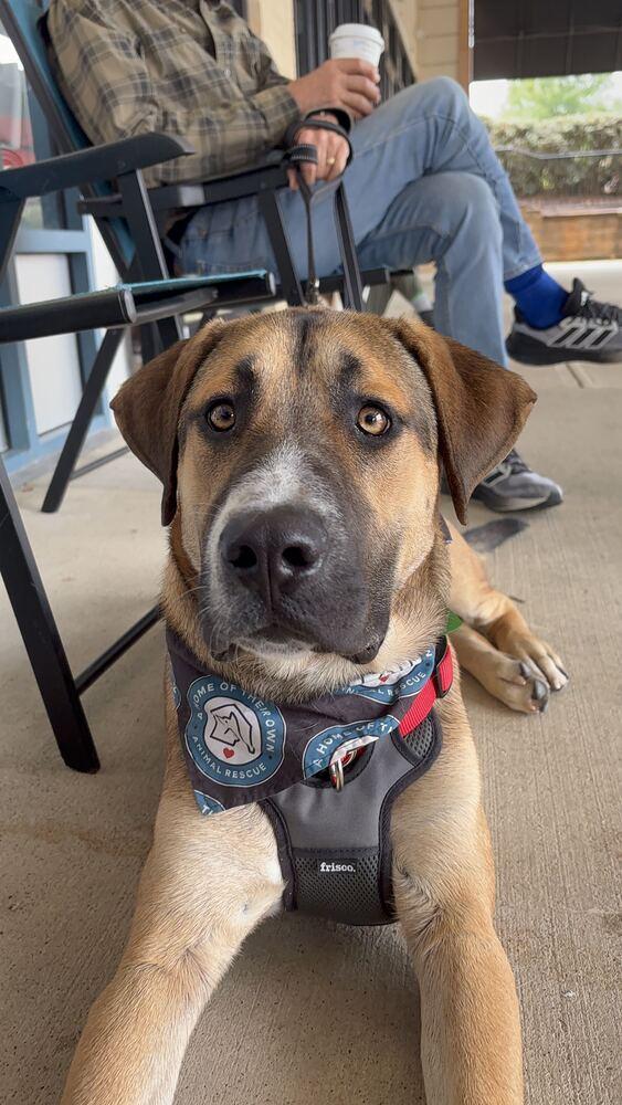 Enlarge Duke, a Adoptable mixed breed in Silver Spring, MD image 4/4