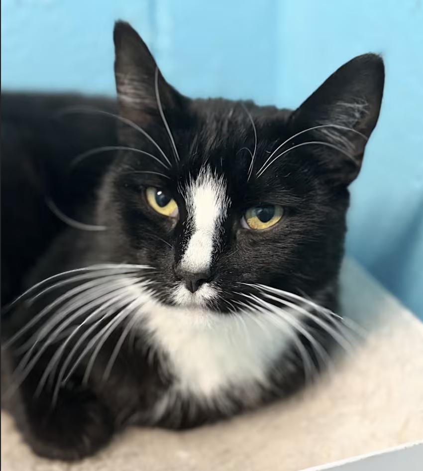 Cassidy, Adoptable, Young Male Domestic Short Hair.
