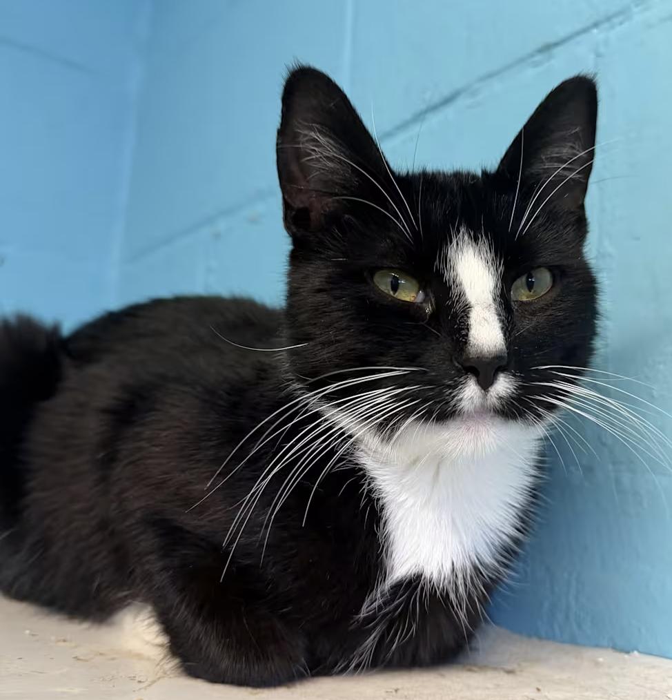 Enlarge Cassidy, a Adoptable Domestic Short Hair in Greenburgh, NY image 4/4