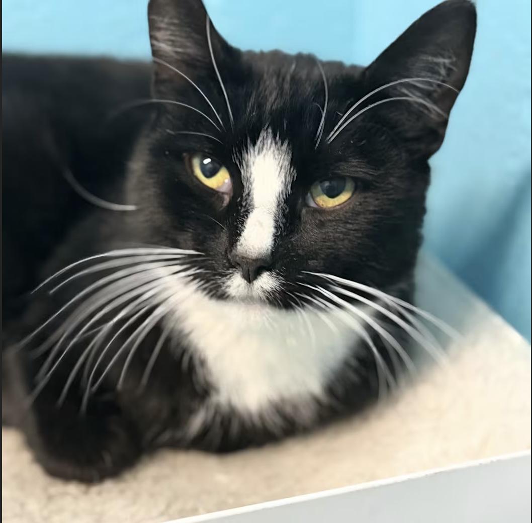 Enlarge Cassidy, a Adoptable Domestic Short Hair in Greenburgh, NY image 3/4