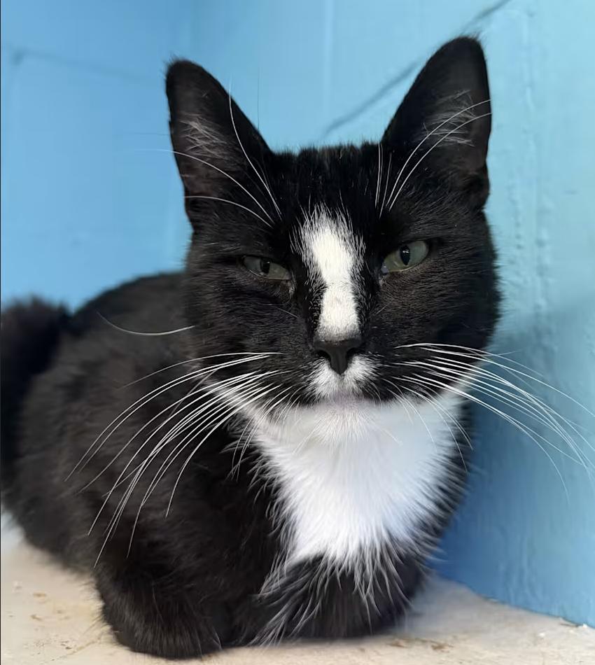 Enlarge Cassidy, a Adoptable Domestic Short Hair in Greenburgh, NY image 2/4