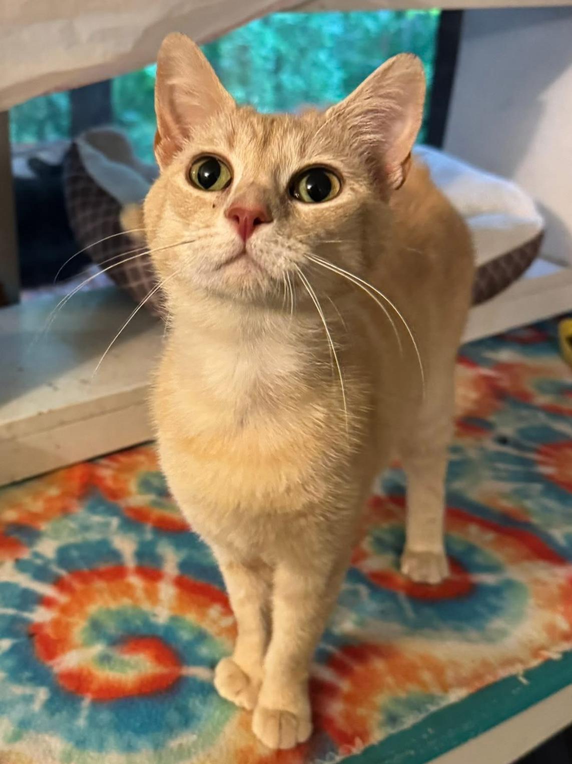 Wyatt, Adopted, Young Male Domestic Short Hair.