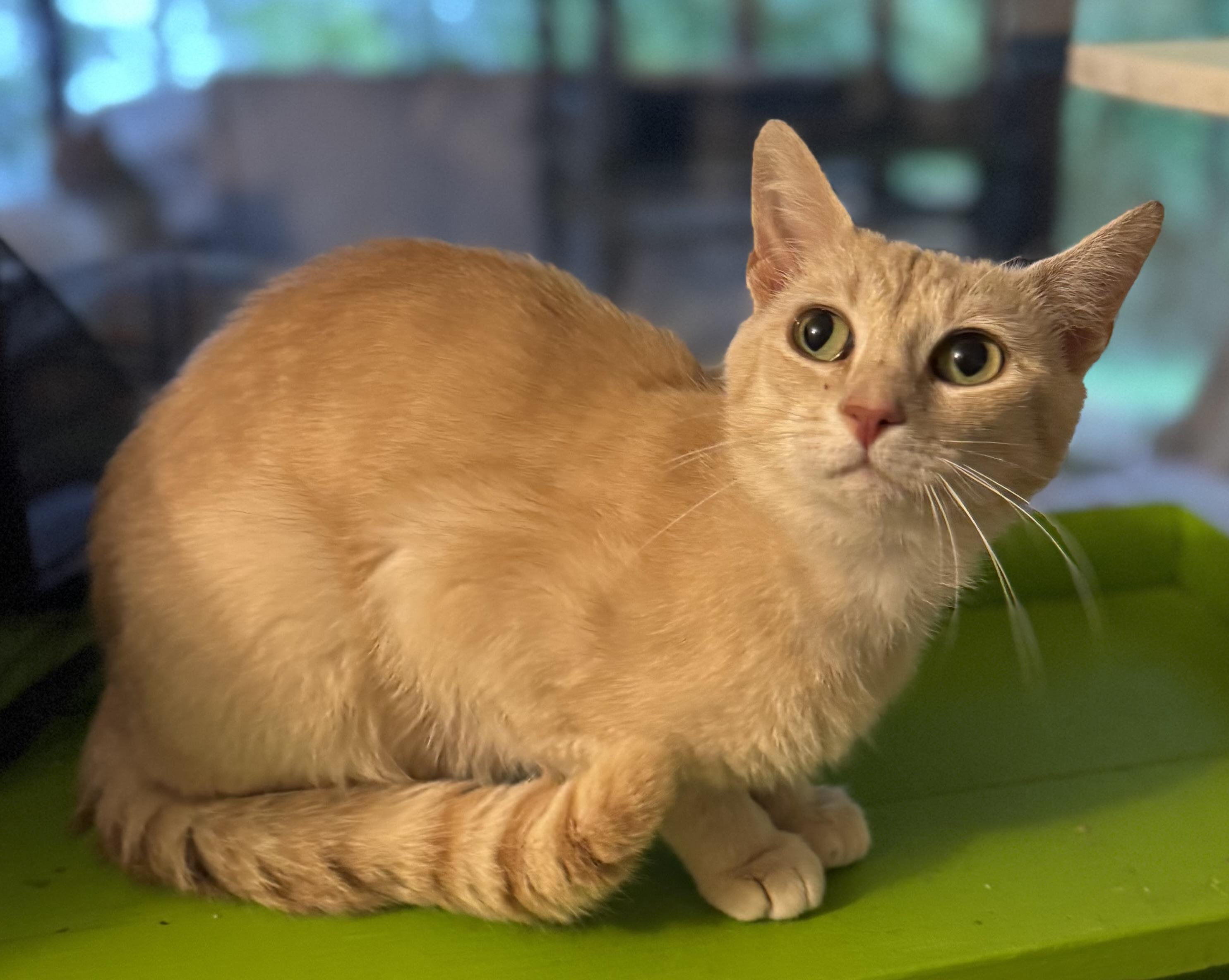 Enlarge Wyatt, a Adopted Domestic Short Hair in Chase City, VA image 2/4