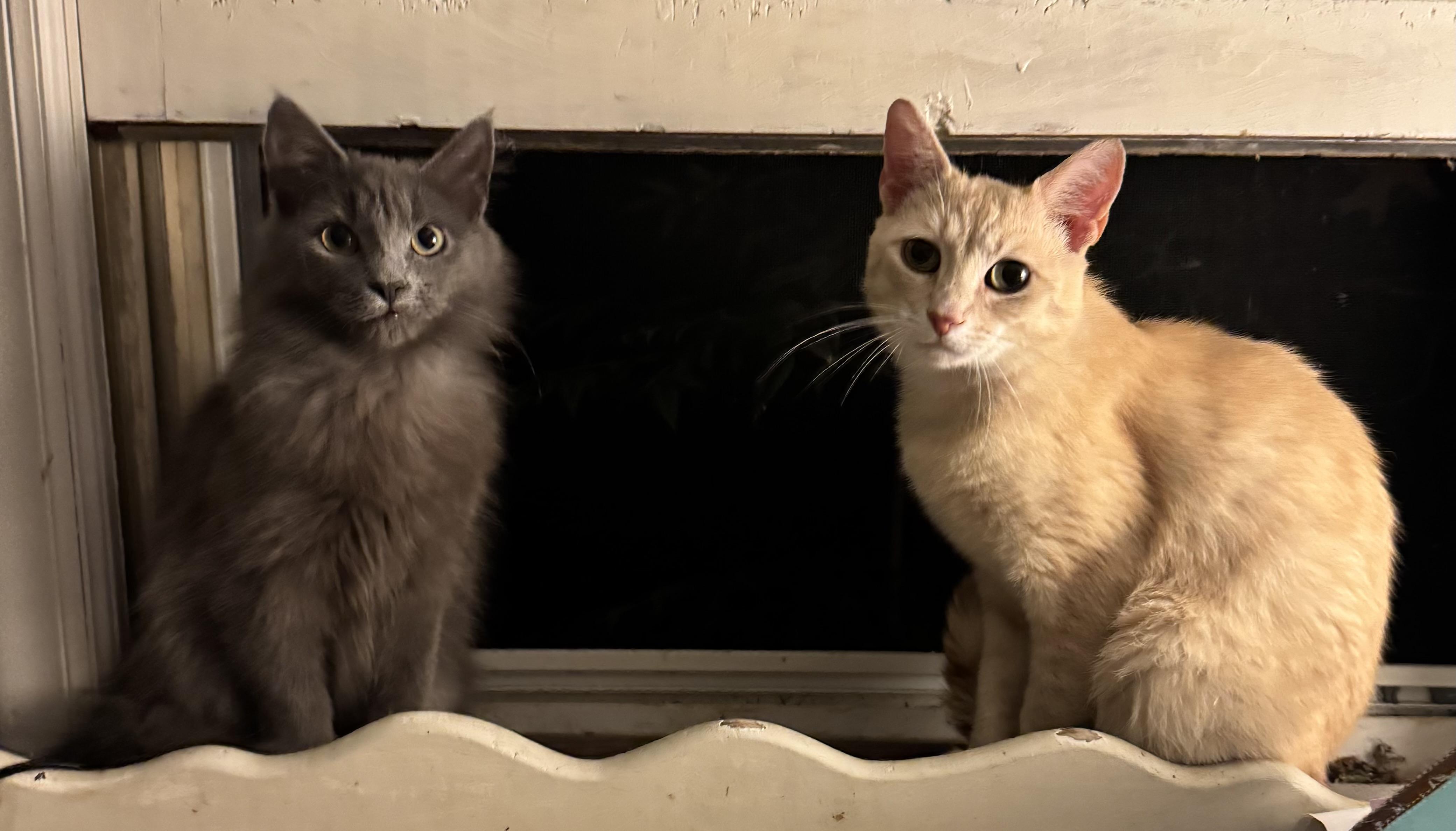 Enlarge Wyatt, a Adopted Domestic Short Hair in Chase City, VA image 3/4