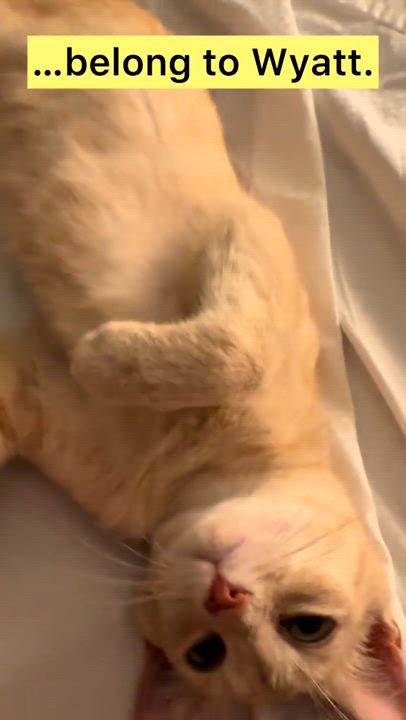 Enlarge Wyatt, a Adopted Domestic Short Hair in Chase City, VA video 4/4