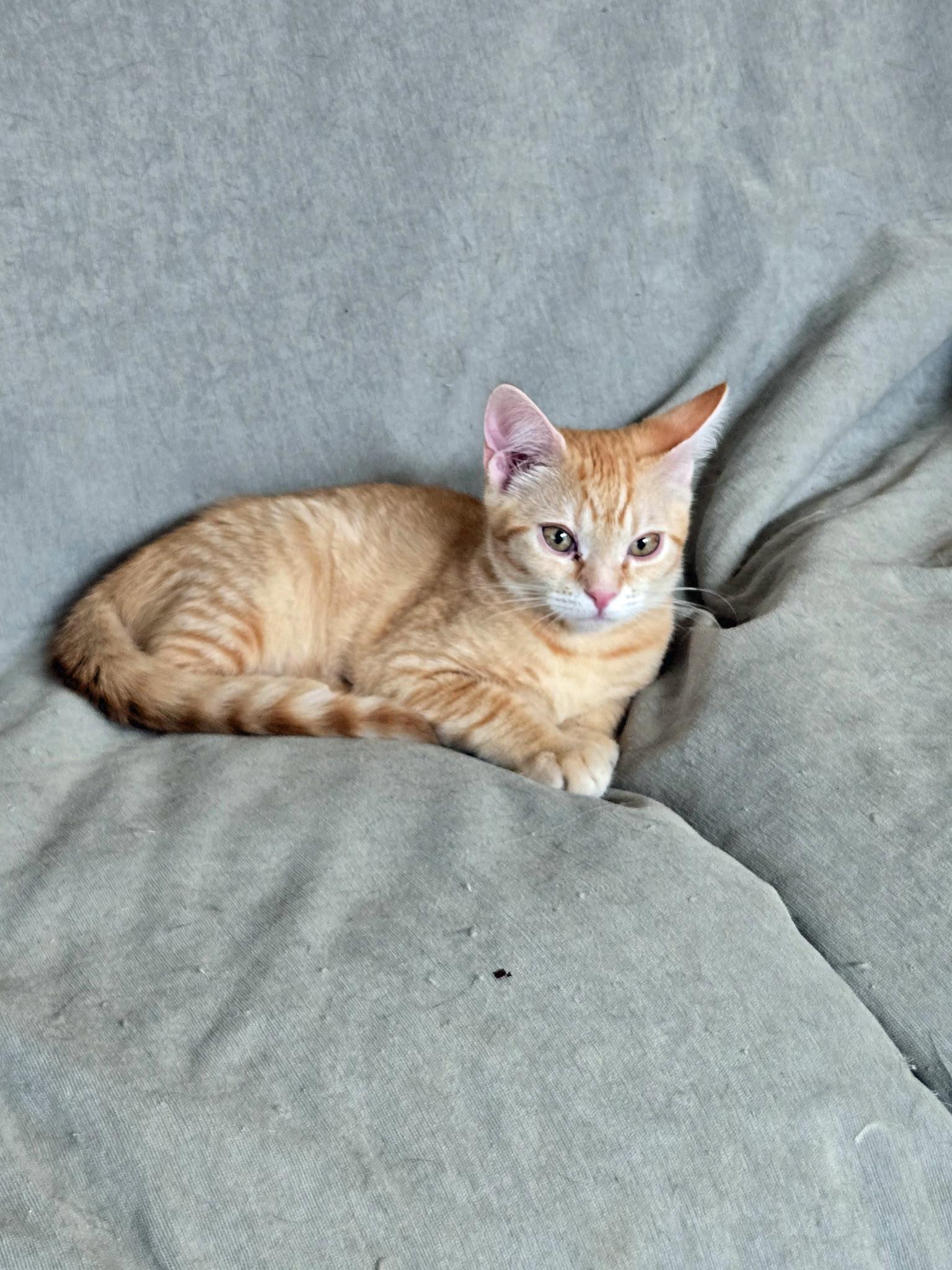 Enlarge Groot, an adopted Domestic Short Hair in Marion, NC image 3/5