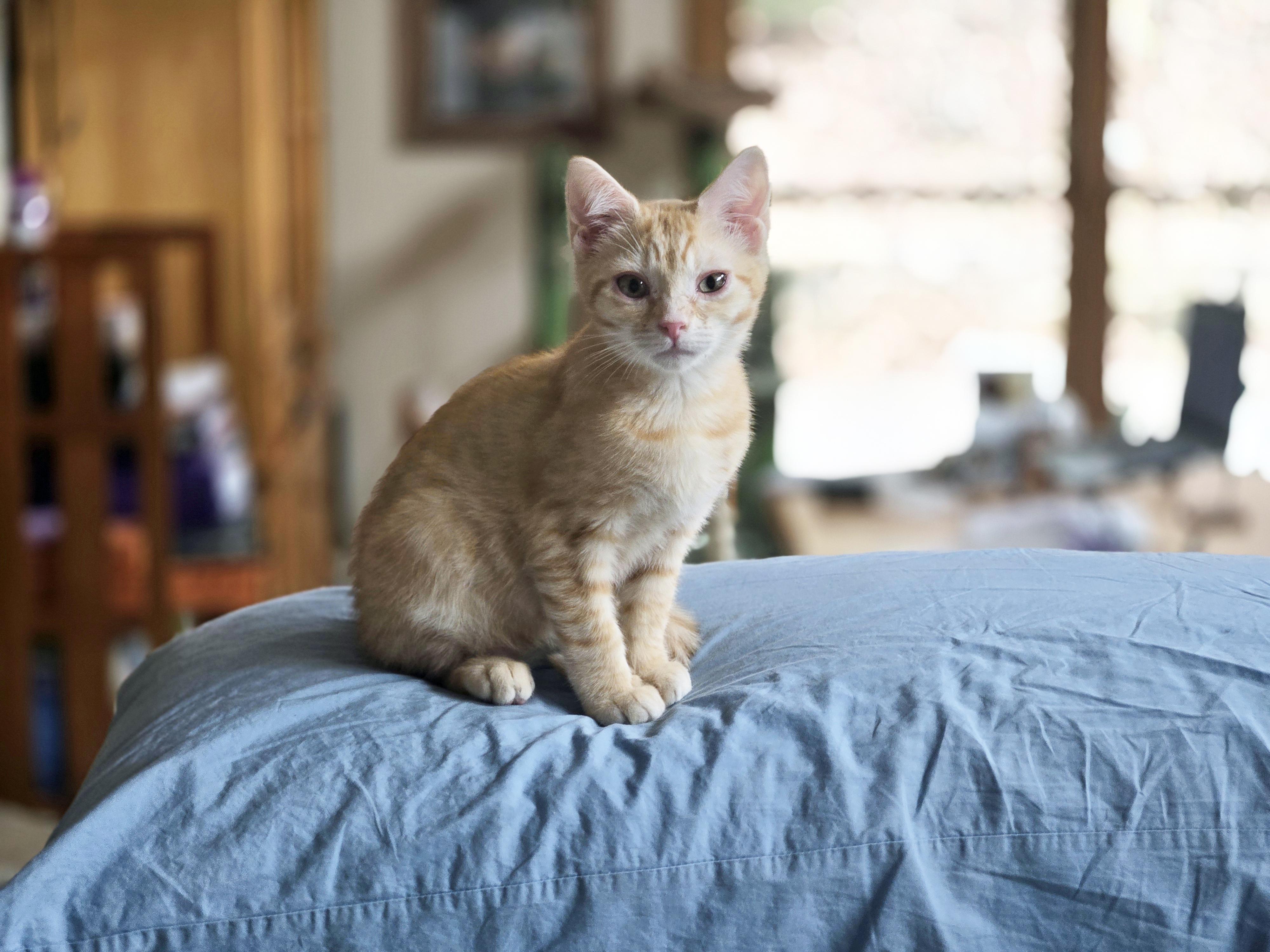 Enlarge Groot, an adopted Domestic Short Hair in Marion, NC image 2/5