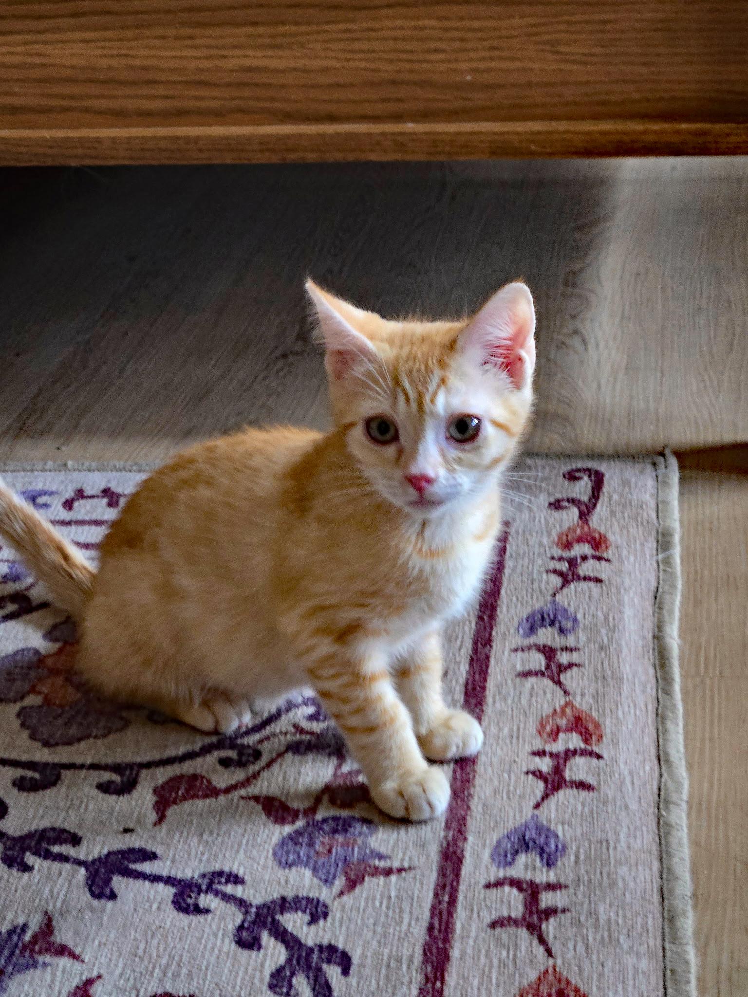 Groot, adopted, Kitten Male Domestic Short Hair.