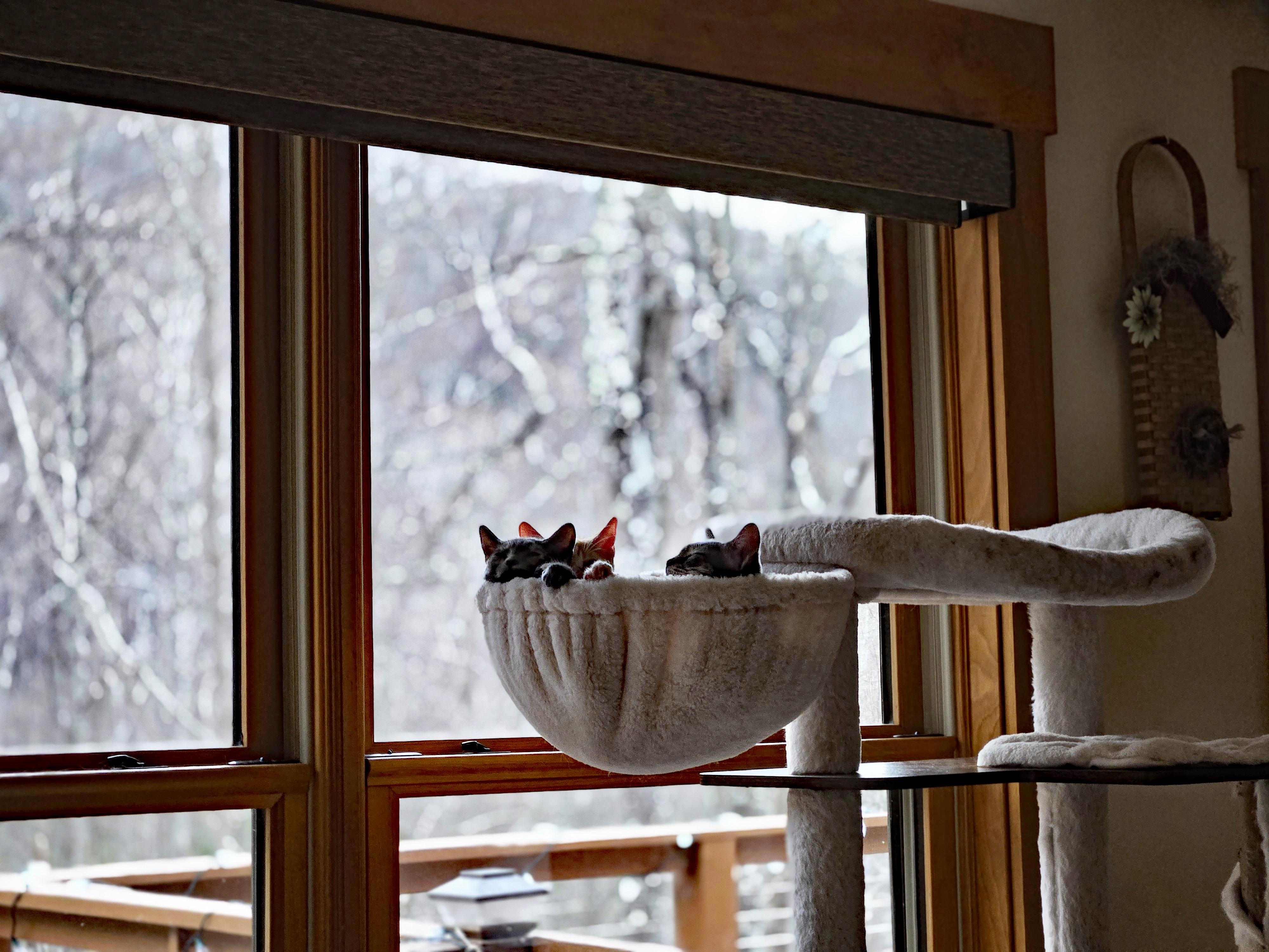 Enlarge Groot, an adopted Domestic Short Hair in Marion, NC image 4/5