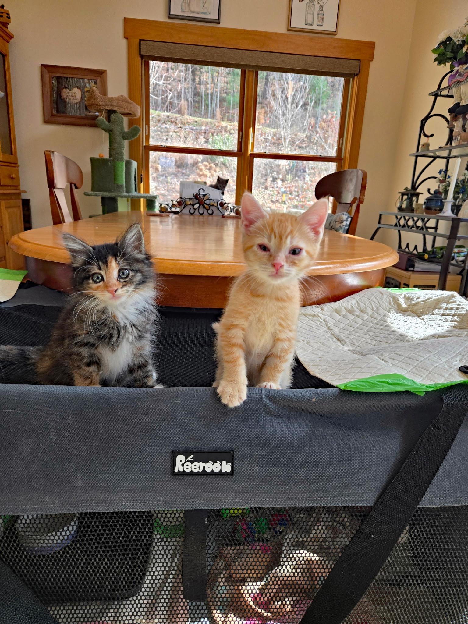 Enlarge Groot, an adopted Domestic Short Hair in Marion, NC image 5/5