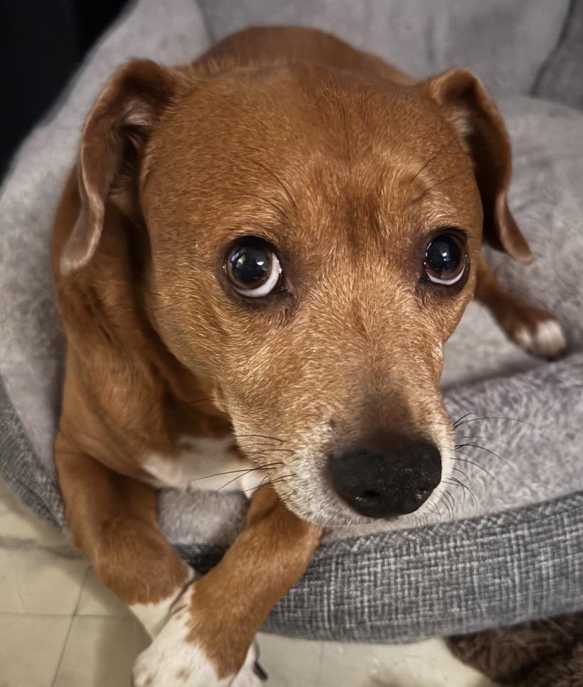 Simon, a ADOPTABLE mixed breed in Worcester, MA image 5/5