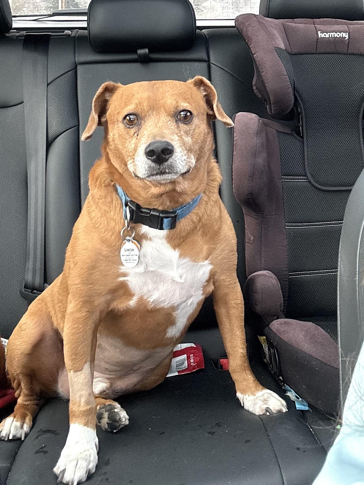 Simon, ADOPTABLE, Adult Male Terrier & Beagle.