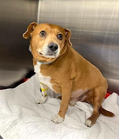 Enlarge Simon, a ADOPTABLE mixed breed in Sutton, MA image 4/5