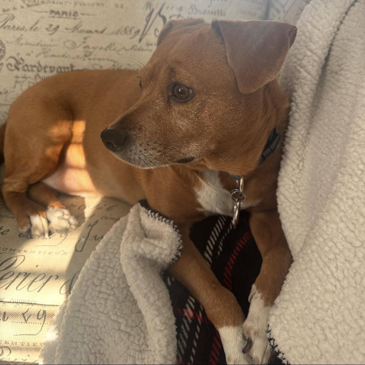 Simon, a ADOPTABLE mixed breed in Worcester, MA image 3/5