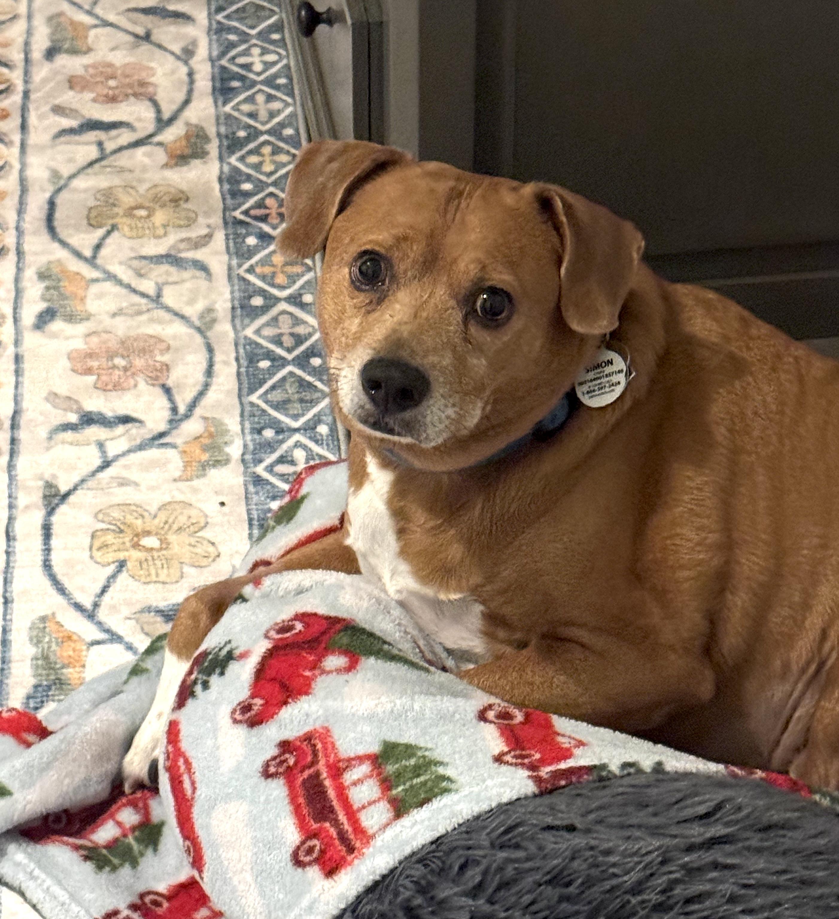 Enlarge Simon, a ADOPTABLE mixed breed in Sutton, MA image 3/5