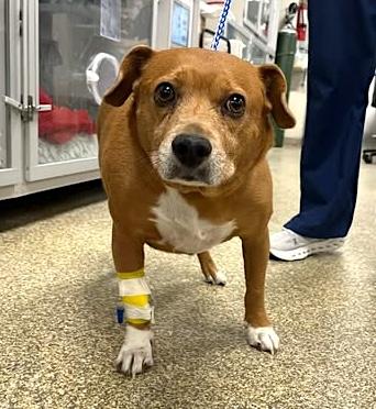 Enlarge Simon, a ADOPTABLE mixed breed in Sutton, MA image 5/5