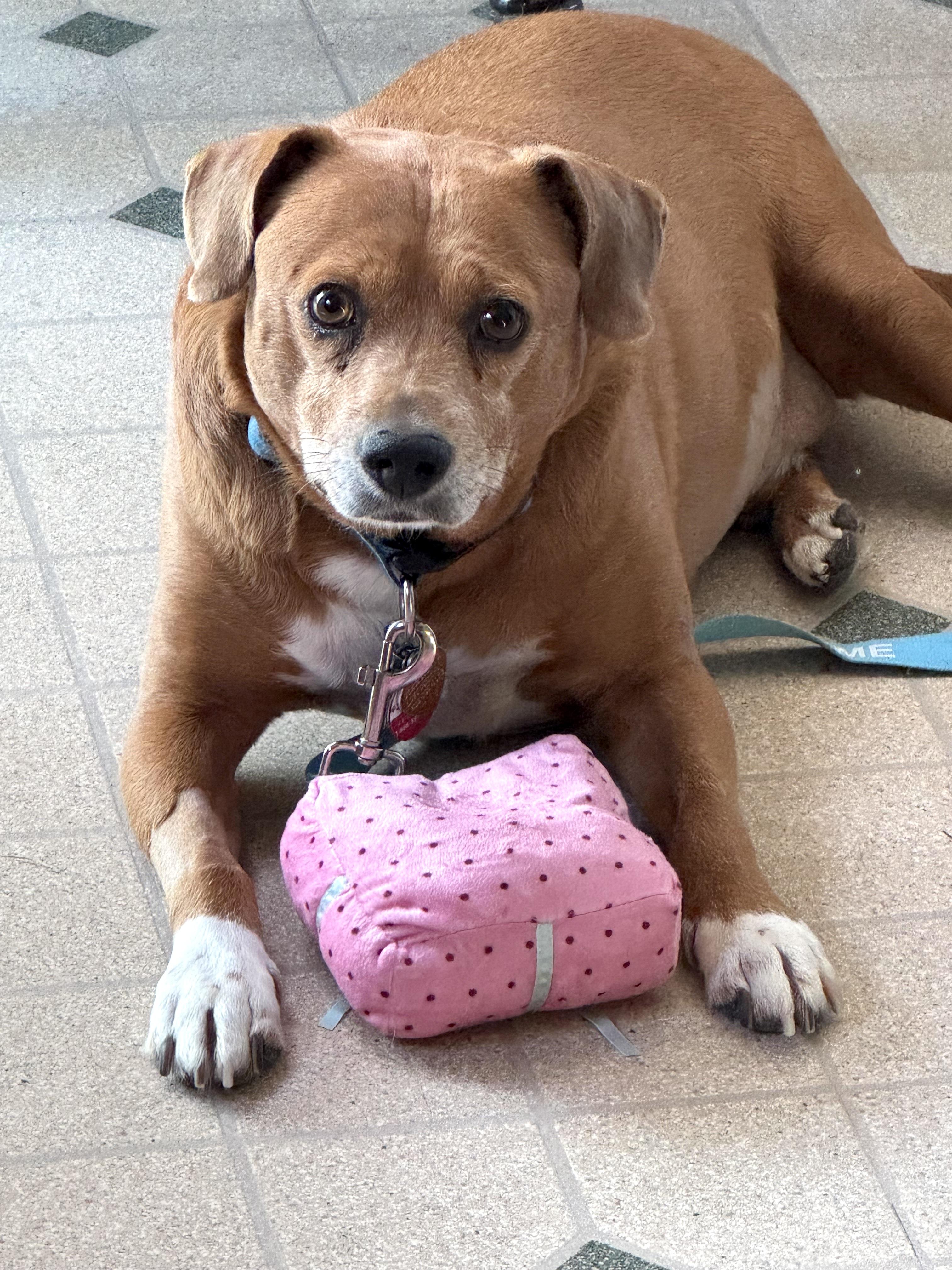 Enlarge Simon, a ADOPTABLE mixed breed in Sutton, MA image 2/5