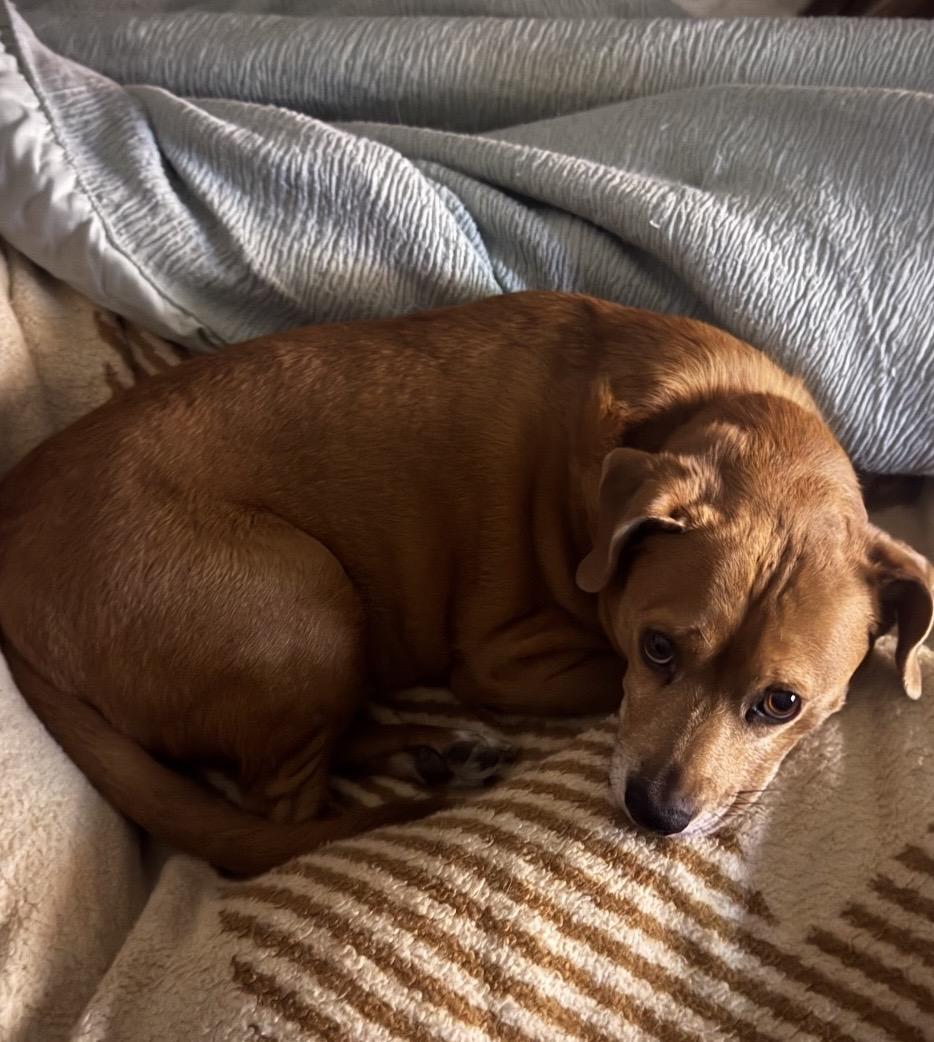 Simon, a ADOPTABLE mixed breed in Worcester, MA image 4/5