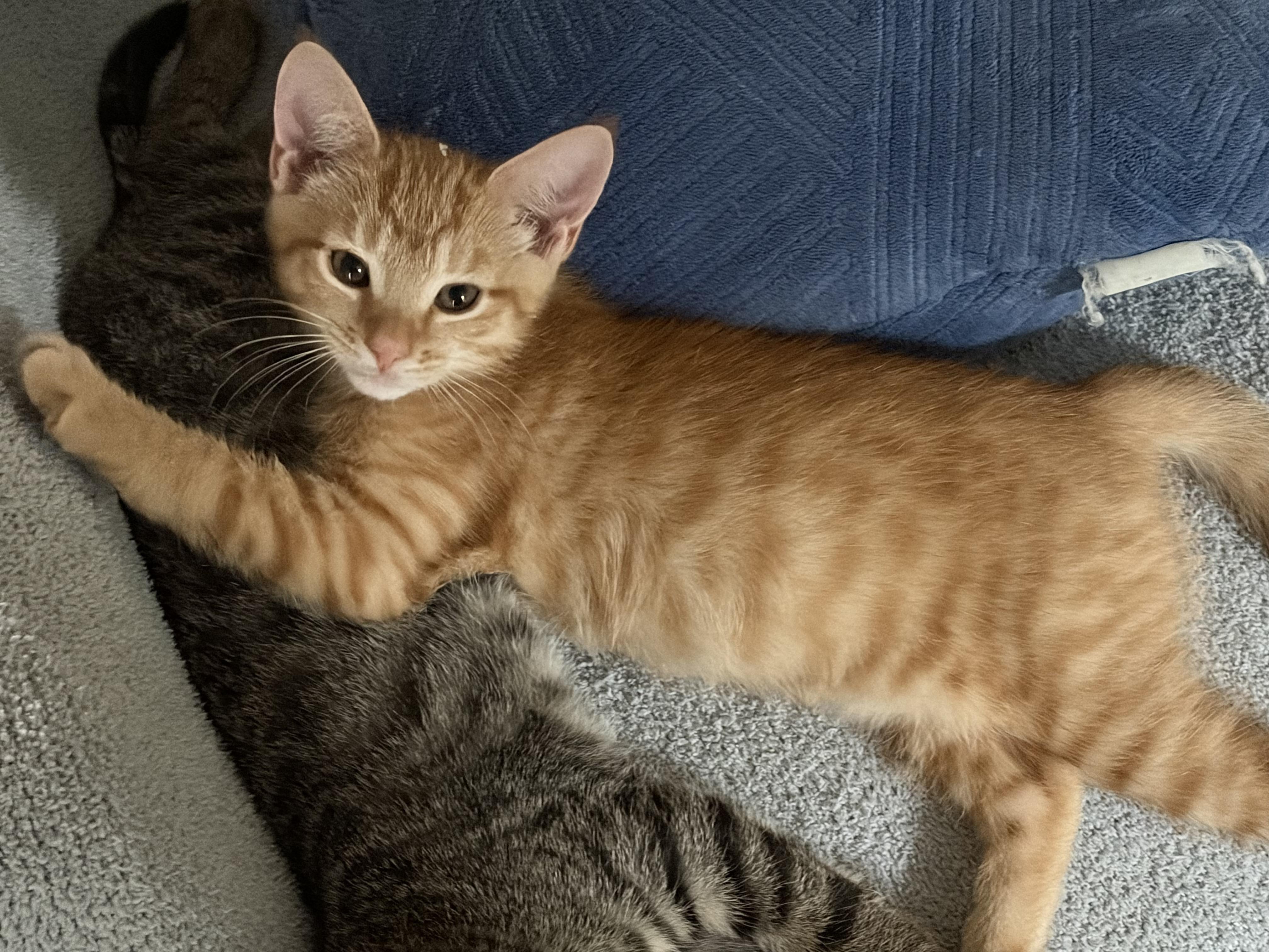 Tony the Tiger, Adoptable, Kitten Male Domestic Short Hair & American Shorthair.