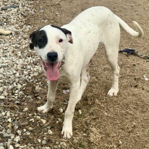 Timmy, Adoptable, Young Male Retriever & Labrador Retriever.