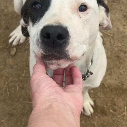 Enlarge Timmy, a Adoptable mixed breed in Wilmington, NC image 2/5