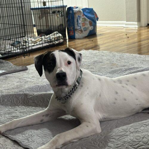 Timmy, Adoptable, Puppy Male Dalmatian & Hound.