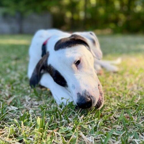 Enlarge Timmy, a Adoptable mixed breed in Wilmington, NC image 1/5
