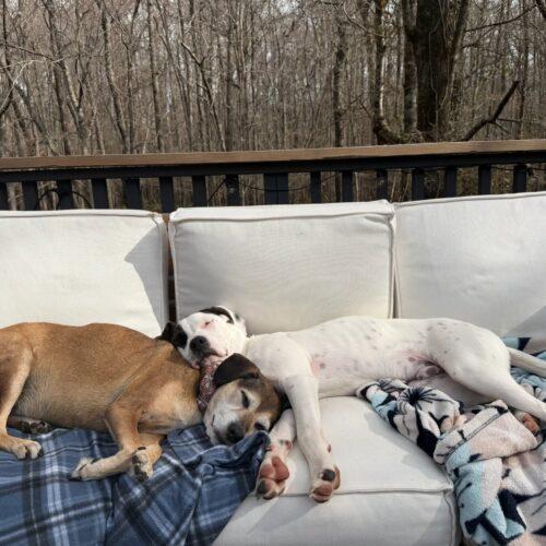 Enlarge Timmy, a Adoptable mixed breed in Wilmington, NC image 4/5