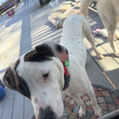 Enlarge Timmy, a Adoptable mixed breed in Wilmington, NC image 5/5