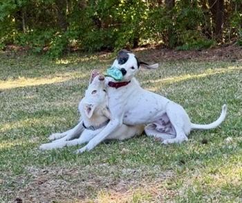 Enlarge Timmy, a Adoptable mixed breed in Wilmington, NC image 2/5