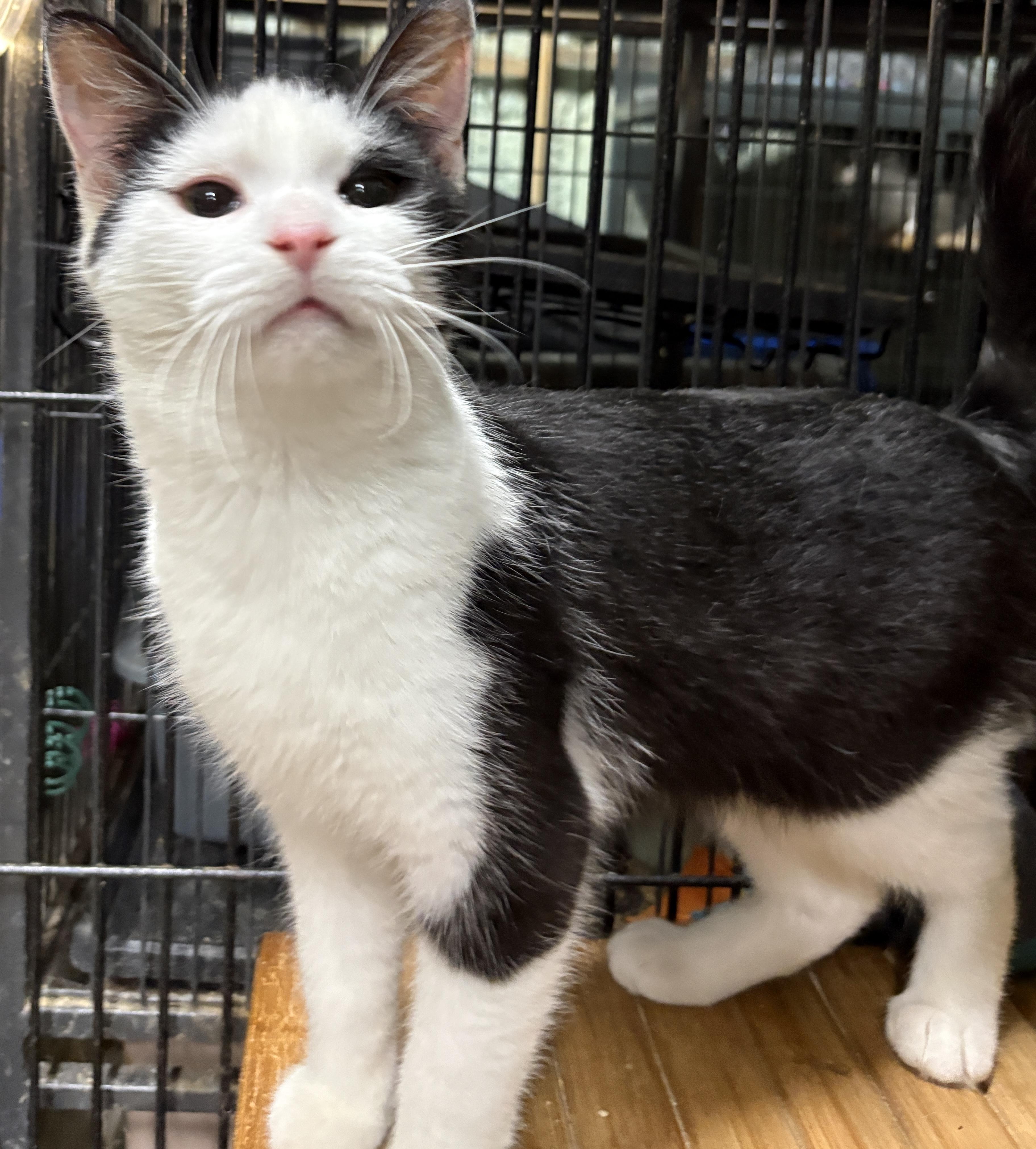 OREO, a Adoptable Domestic Short Hair in Tillsonburg, ON image 1/3