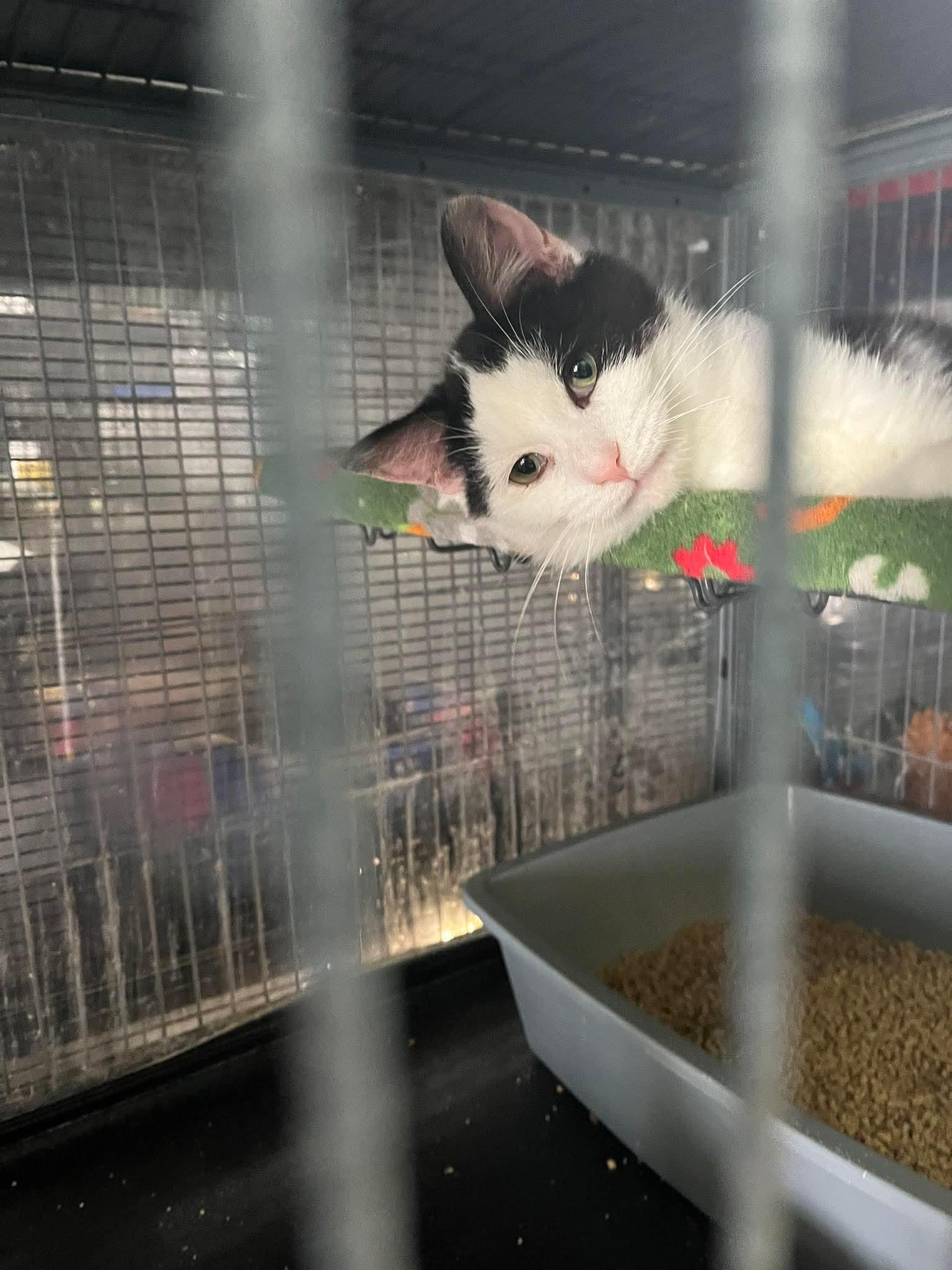 OREO, a Adoptable Domestic Short Hair in Tillsonburg, ON image 2/3