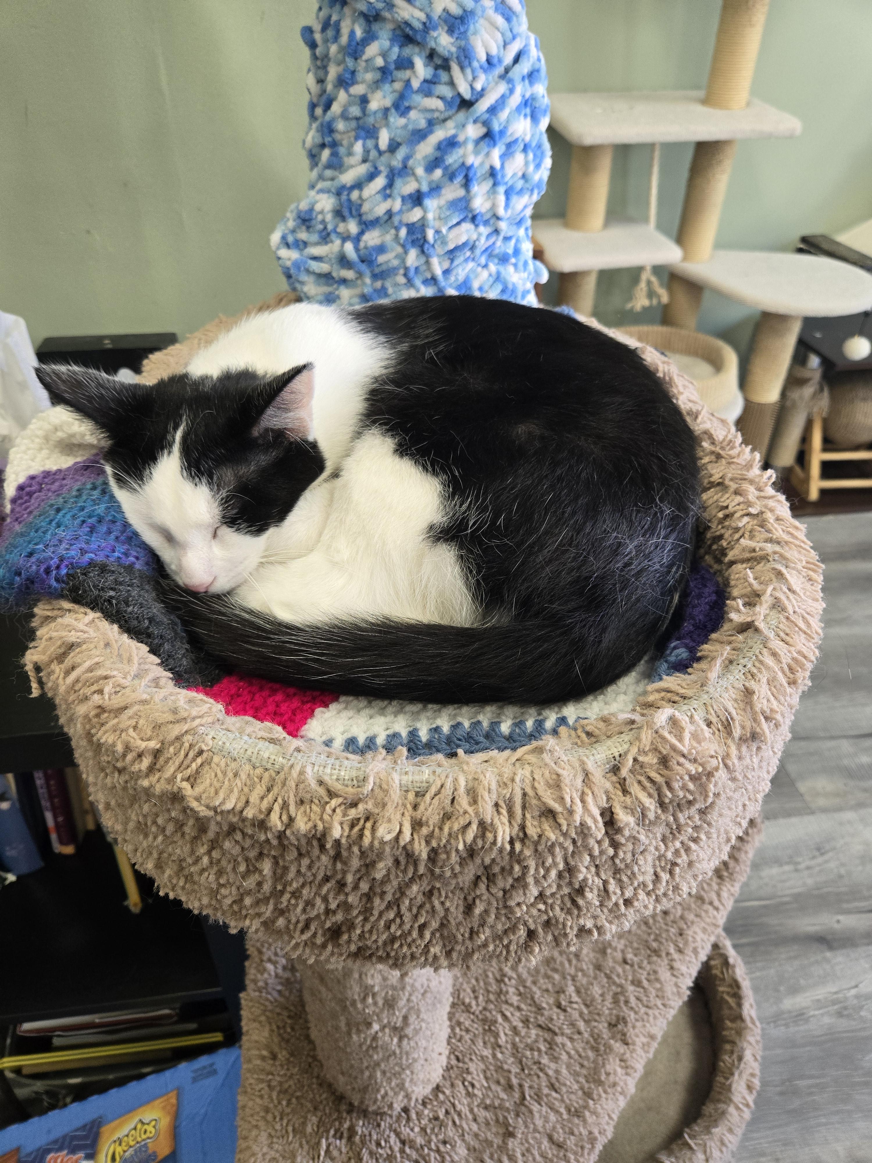 Enlarge OREO, an adopted Domestic Short Hair in Tillsonburg, ON image 4/4