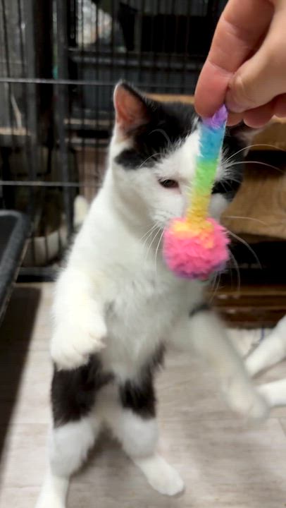 Enlarge OREO, a Adoptable Domestic Short Hair in Tillsonburg, ON video 3/3