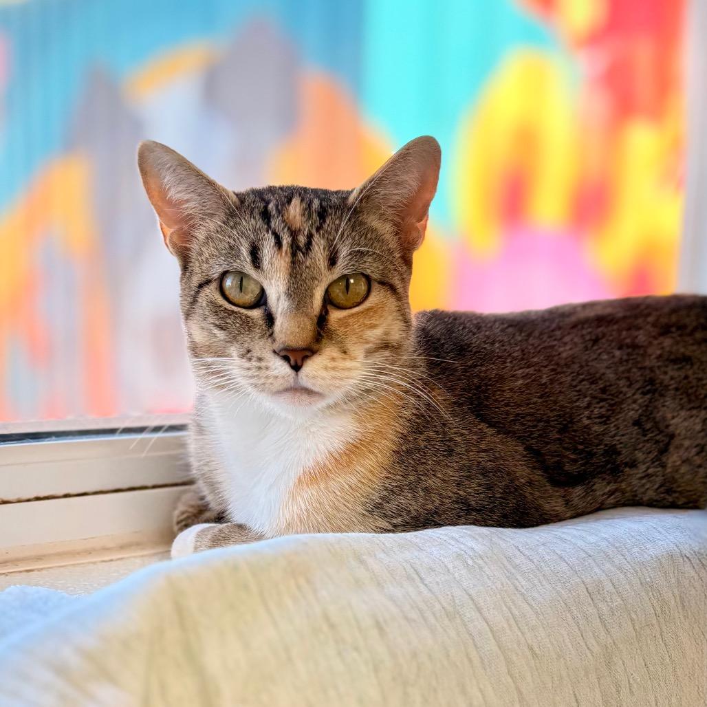 Enlarge Lei, a Adoptable Domestic Short Hair in Enid, OK image 1/1