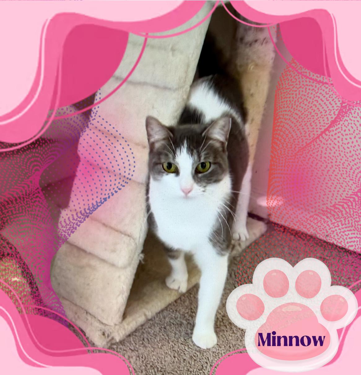 Minnow - Kuykendahl Petsmart