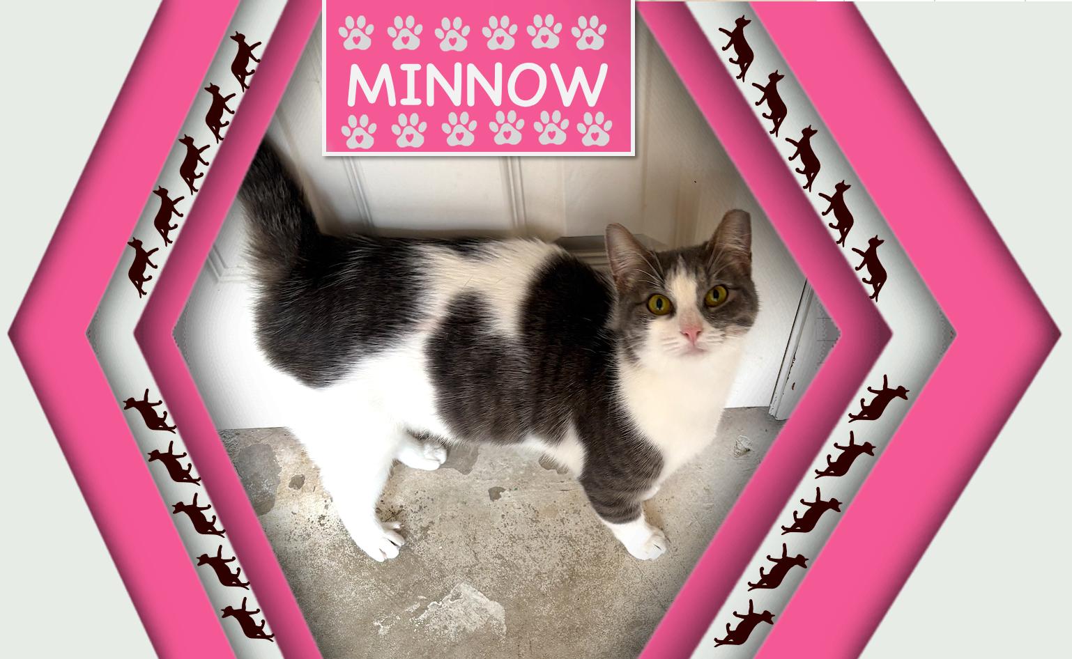 Minnow - Kuykendahl Petsmart — thumbnail 2