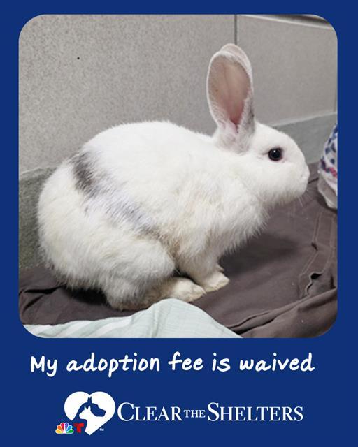 MIFFY, Adoptable, Baby Male Bunny Rabbit.
