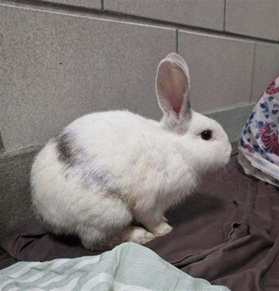 MIFFY, Adoptable, Young Male Bunny Rabbit.