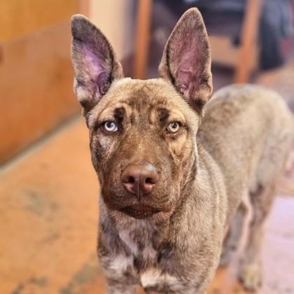 Lacey, ADOPTABLE, Young Female Shepherd.