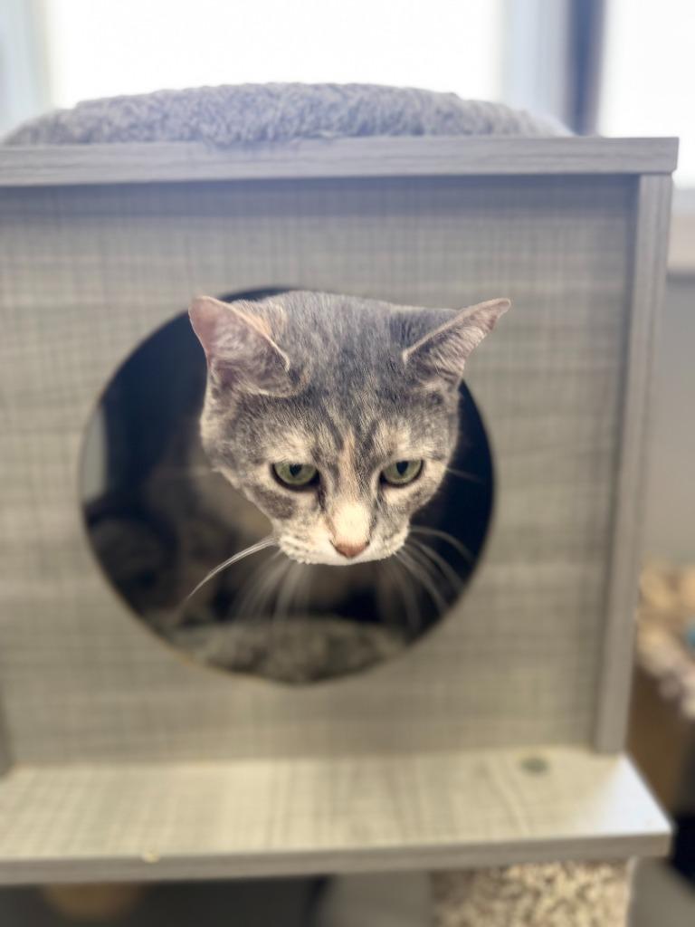 Powder, Adoptable, Adult Female Domestic Short Hair.