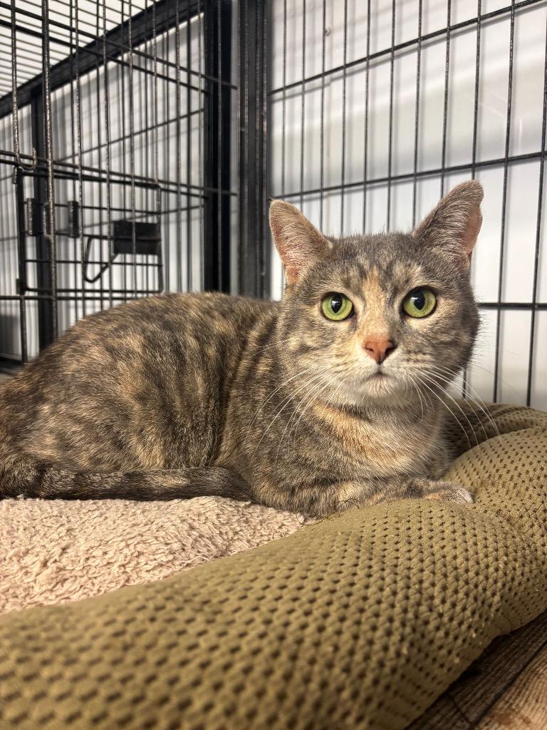 Powder, Adoptable, Adult Female Domestic Short Hair.