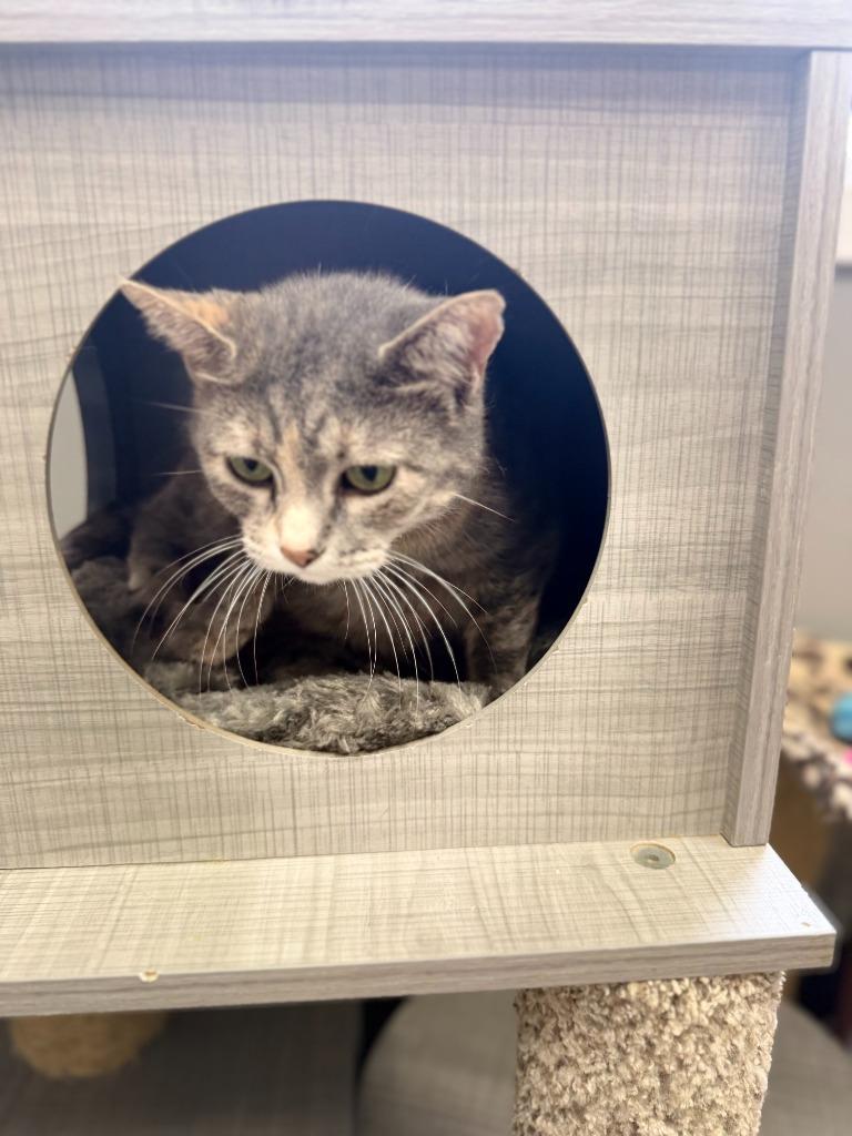 Enlarge Powder, a Adoptable mixed breed in Algona, IA image 3/4