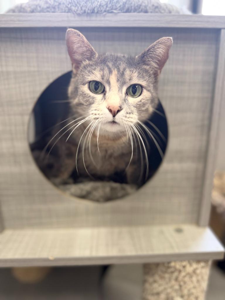 Enlarge Powder, a Adoptable mixed breed in Algona, IA image 4/4