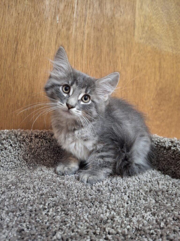 Enlarge SERRANO, an adopted Tabby in Ironwood, MI image 1/1