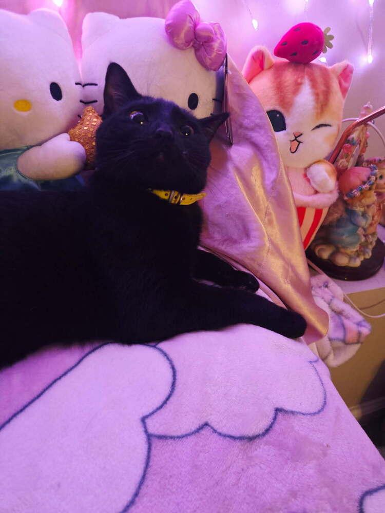 Enlarge Precious, a Adoptable mixed breed in Mooresville, NC image 1/6