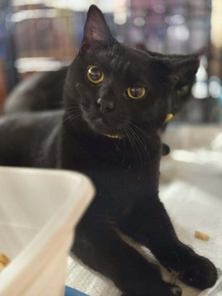 Enlarge Precious, a Adoptable mixed breed in Mooresville, NC image 2/4