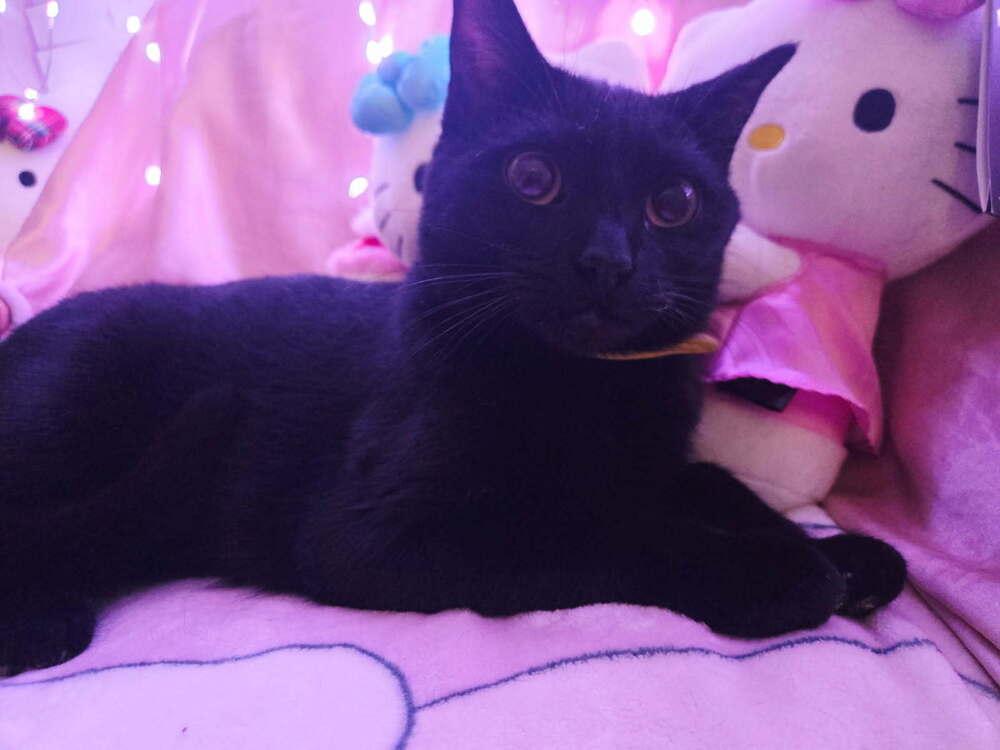 Enlarge Precious, a Adoptable mixed breed in Mooresville, NC image 2/3