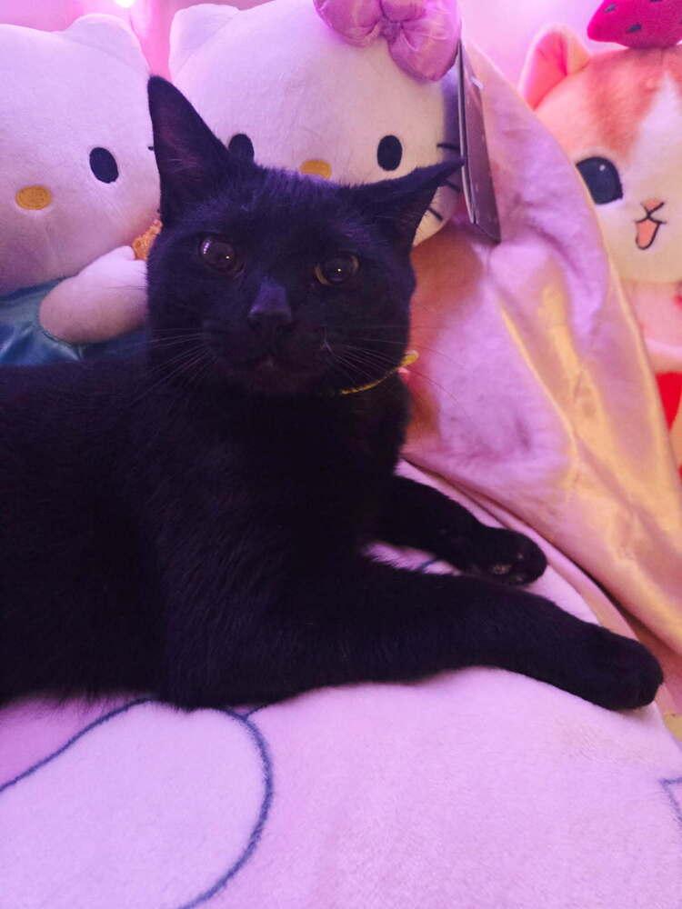 Enlarge Precious, a Adoptable mixed breed in Mooresville, NC image 3/3