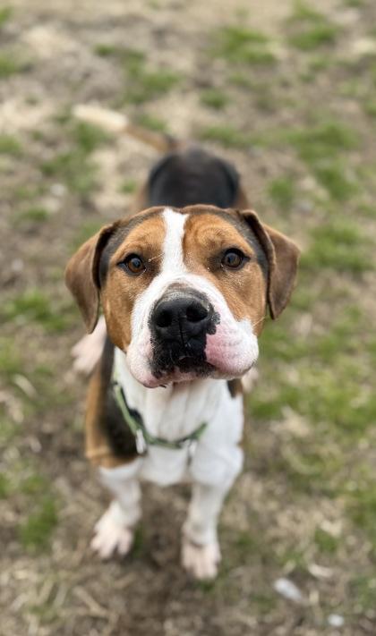 Harvey, Adoptable, Adult Male Hound & Mixed Breed.